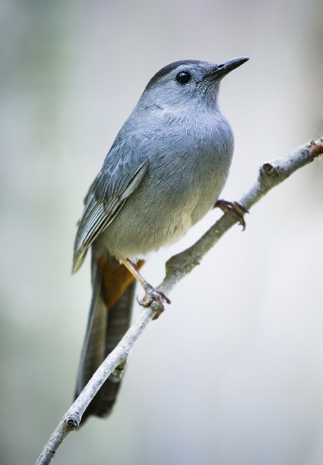 Catbird