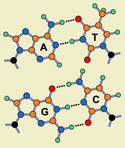 Purines and pyrimidines