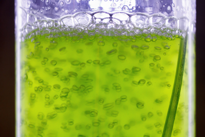 Algae making biofuel