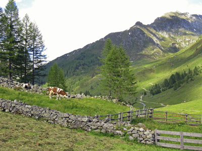 Alpine meadow