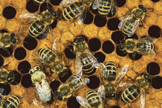 Bees on a honeycomb