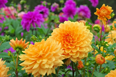 Dahlias