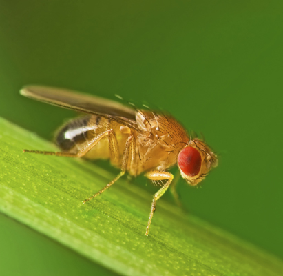 Fruit fly on a leaf