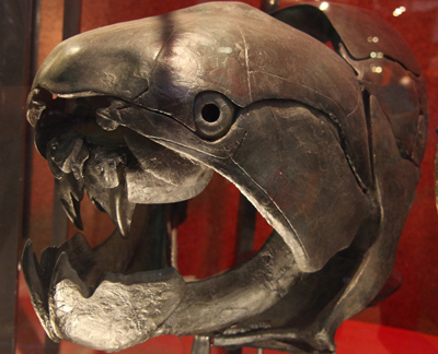 Bony-headed fish skull