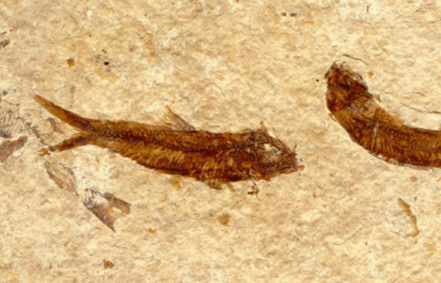 Fish fossils