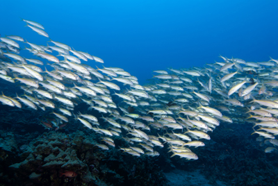 Fish schooling