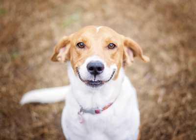 Grinning dog