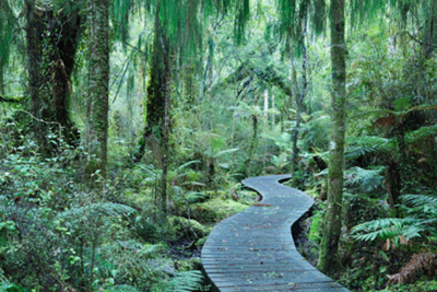 Mangrove path