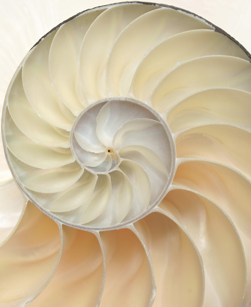 Nautilus shell