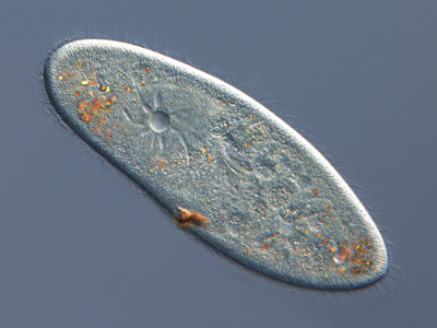 Paramecium