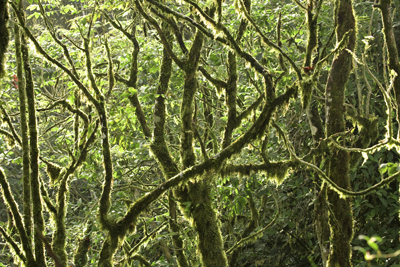 Rain forest canopy