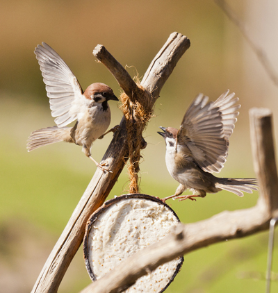 Songbirds fighting