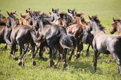 Stampeding horses