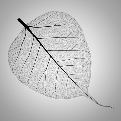 Veined leaf